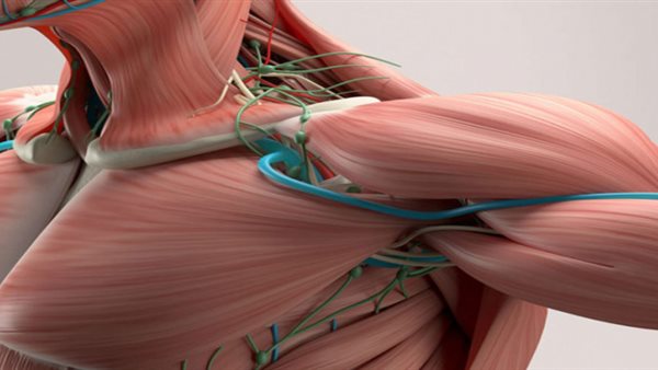 ضمور العضلات