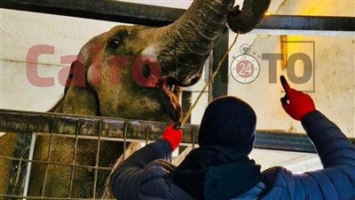 العمال على التعامل مع الأفيال 