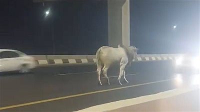 ماشي عكس السيارات.. هروب عجل أعلى الطريق الدائري ناحية القطامية