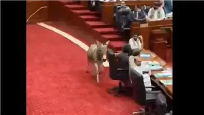 فيديو متداول لـ حمار يقتحم قاعة مجلس الشيوخ الباكستاني | ما الحقيقة والتفاصيل؟