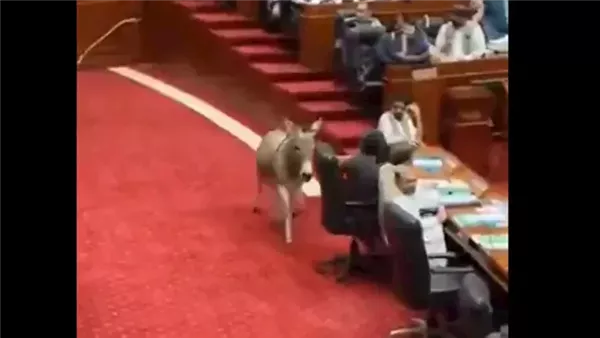 حمار يقتحم قاعة مجلس