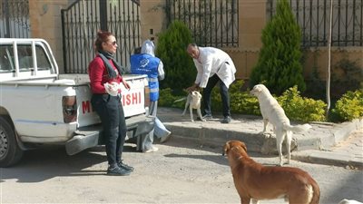 حملة وقائية موسعة بالعبور لتطعيم الكلاب الضالة وتعزيز السلامة الصحية