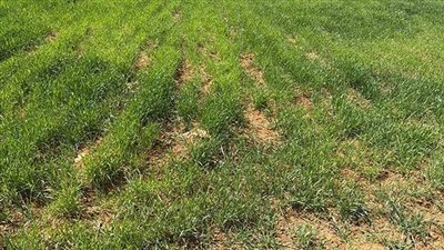 الزراعة تكافح أوكار الخفاش وفئران الحقل بـ1800 فدان في الوادي الجديد