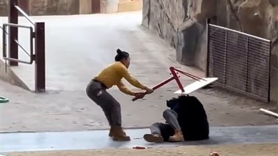 بسبب رائحة التفاح.. دب يهاجم عاملًا في حديقة برية بالصين |فيديو 