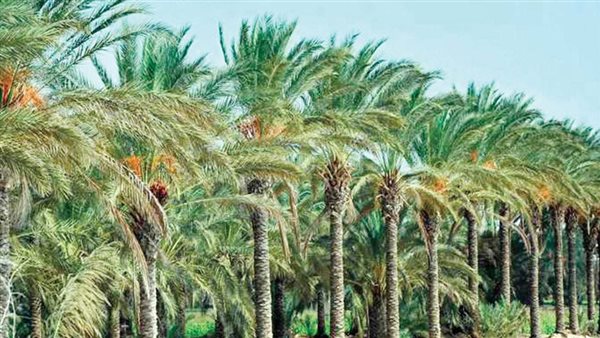 نخيل بمحافظة الوادي