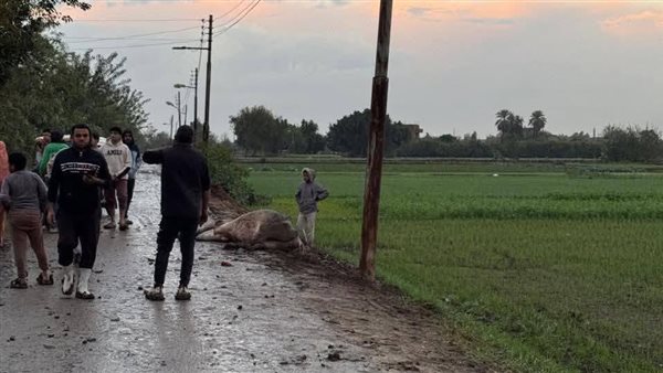 نفوق جاموسة بسبب