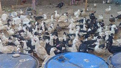 استردادًا لأراضي الدولة.. إزالة مخزن مخلفات على مساحة 3 آلاف متر بالغردقة