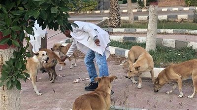 العبور تدشن أول شلتر للكلاب الضالة.. وتنفذ حملة موسعة للتطعيم ضد السعار