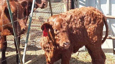 مرض الجلد العقدي