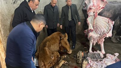 الخدمات البيطرية بالمنوفية: ضبط أختام مزورة و1.8 طن لحوم فاسدة