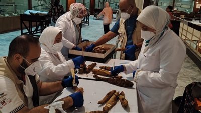  إدارة ترميم الآثار: تنظيف المومياوات الحيوانية بالمتحف الزراعي حرصًا على استقرار حالتها