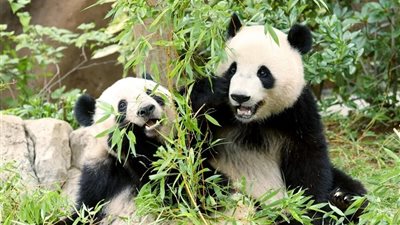طوكيو تعيد آخر باندا عملاقة في اليابان إلى الصين نهاية يناير 2026