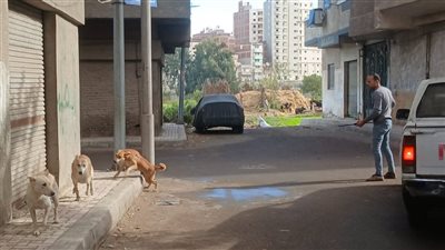 استمرار حملات تحصين الكلاب في دمنهور بالبحيرة
