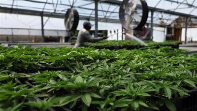 كـ مخدر أقل خطورة.. ترامب يدرس إصدار أمر بتخفيف القيود الفيدرالية على الماريجوانا