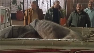 ضبط جزار ذبح ماشية نافقة قبل بيعها بالمنوفية 