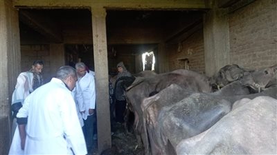 الزراعة: عدم تسجيل أي إصابات نشطة بالحمى القلاعية أو الأمراض الوبائية بتلبنت أبشيش في المنوفية