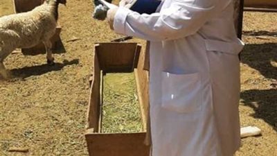 الزراعة: نفذنا برنامجًا مكثفًا للترصد الوبائي للأمراض الحيوانية خلال نوفمبر بجميع المحافظات