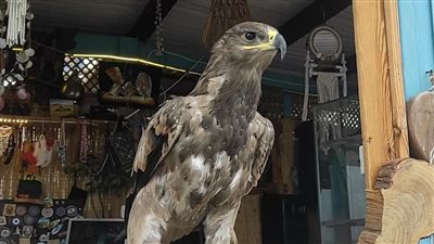 ظهور العقاب الملكي الشرقي يجذب أنظار السياح على ممشى دهب السياحي| صور