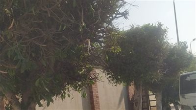 تهذيب الأشجار 