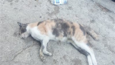 طبيبة صيدلانية تستغيث بعد تسميم كلاب وقطط حديقة يوسف الصحابي بمصر الجديدة