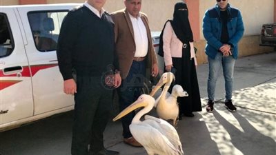 التحفظ على 2 من طيور البجع في سوق الأسماك المطور بالإسماعيلية