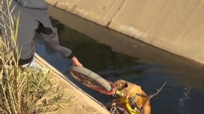 لفتة إنسانية.. شابان ينقذان كلبا من الغرق في ترعة باستخدام دراجة