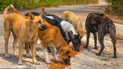 نقيب الفلاحين لـ المواطنين: الكلب المصري من أذكى وأوفى كلاب العالم