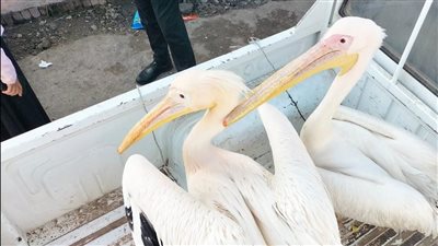 البيئة تصادر طيور البجع من سوق السمك بالإسماعيلية