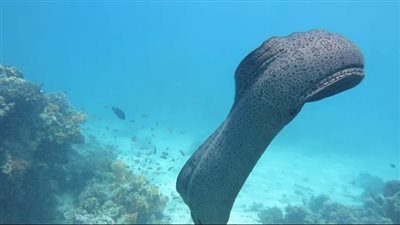 مصادر: لا صحة لهجوم سمكة المورينا على أحد السائحين بشواطئ الغردقة