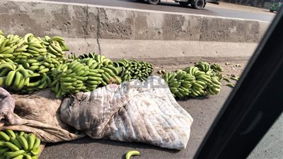 انقلاب سيارة محملة بالموز على الطريق الزراعي بطوخ 