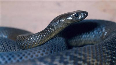 صورة تعبيرية- أفعى    