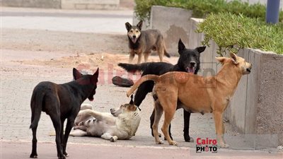أهالي مطروح يطالبون المسؤولين بحمايتهم من الكلاب الضالة المنتشرة في الشوارع 