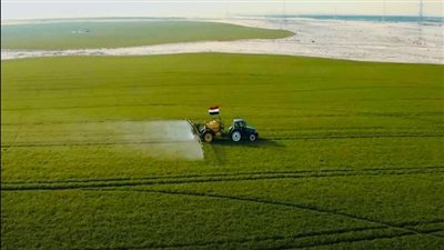 سنابل فوق الرمال.. التوسع الأفقي عقد من التحول الزراعي في مصر (1-1)