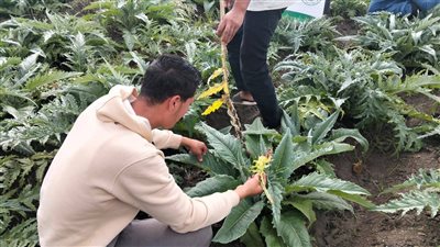 ثلثا إنتاج العالم.. المدارس الحقلية تساهم في زيادة إنتاجية الخرشوف بأراضي البحيرة | صور