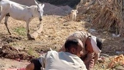 حملات موسعة للطب البيطري تضبط مخالفات جسيمة بمحلات الجزارة في الأقصر