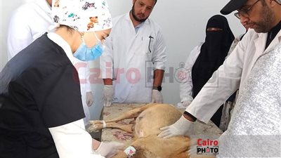 تحصين 320 كلبًا ضد السعار وإجراء 10 عمليات تعقيم بمطروح 