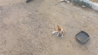 تحرك أمني لإنقاذ قطة مصابة بشبرا الخيمة.. والأمن يتدخل بعد تعثر العلاج البيطري