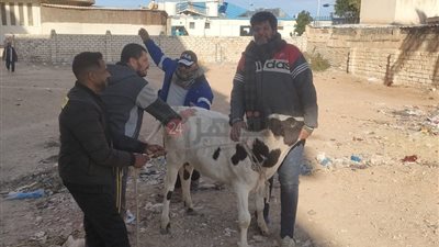 ضبط ماشية وأبقار في حملة مكبرة على الكورنيش والشوارع الرئيسية بمرسى مطروح