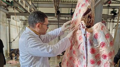 بيطري أسيوط 