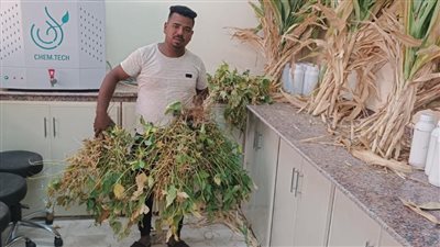 نجاح أول تجربة لزراعة فول الصويا بالوادي الجديد بإنتاجية مرتفعة