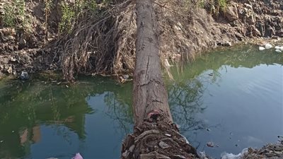 بسبب الرياح.. سقوط شجرة على أسلاك الكهرباء في قرية كفر ديما بالغربية دون إصابات