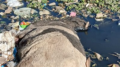 محافظ القليوبية يوجّه برفع حيوانات نافقة من مصرف عزبة أحمد فوزي بالقناطر الخيرية