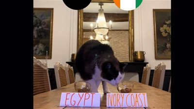 القط العراف يتوقع خروج منتخبين عربيين من ربع نهائي أمم إفريقيا