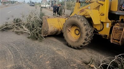 محافظ الدقهلية يتابع رفع شجرة متساقطة على طريق رافد بلقاس - جمصة.. ويؤكد عودة الحركة المرورية