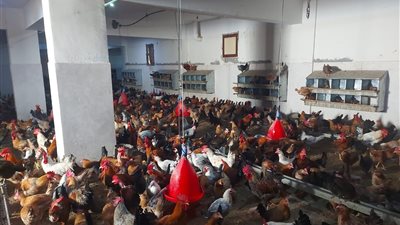 محافظ سوهاج: محطة إكثار الدواجن تجربة رائدة في إعادة تشغيل المشروعات المتوقفة