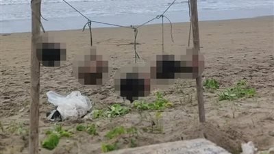 مجزرة صادمة بالإكوادور.. العثور على 5 رؤوس بشرية معلقة على شاطئ 