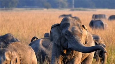 فيل يقتل 22 شخصًا في الهند.. خوف وذعر بين السكان والسلطات تواصل البحث