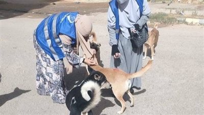 تطعيم 100 كلب ضال ضد السعار في العبور بالقليوبية