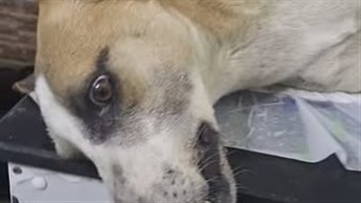 بيأكلوهم سم.. سيدة تزعم تحريض خطيب مسجد المواطنين على قتل الكلاب 