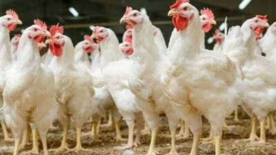أسعار الفراخ البيضاء اليوم الجمعة 23 يناير 2026.. تعرف على أسعار البانيه والكبد